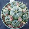 Echinocereus_knippelianus